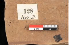 Foto (Detailansicht) von Widdringtonia ungeri Endl. (NHMW-GEO-2024-0188-0128)
